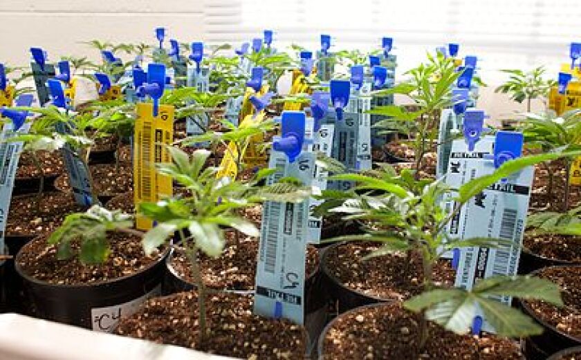 cannabisrfid.jpg