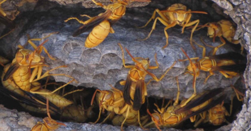 wasps