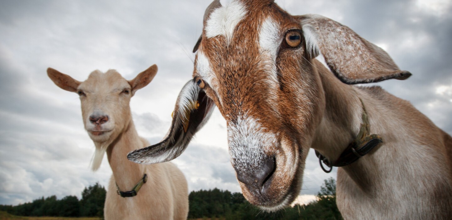 Are robot dogs still the GOAT of robotic animals?