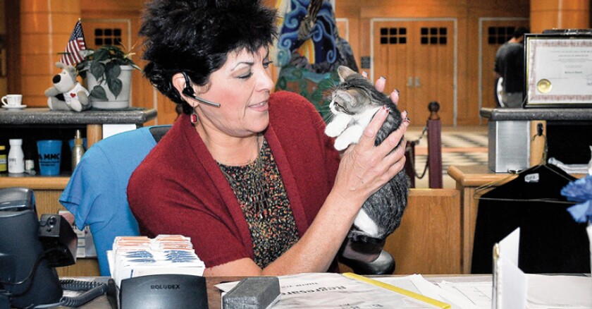 cat-library