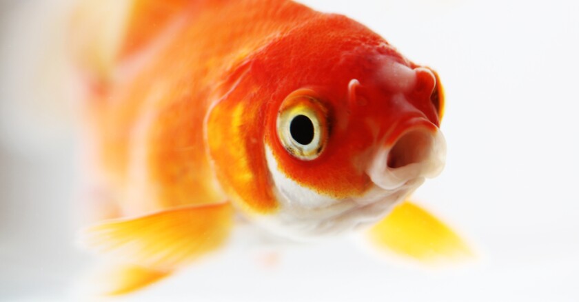 Closeup of a goldfish.