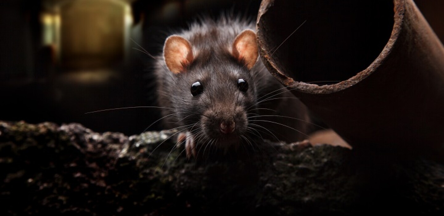 Rats! The Regions With the Most Sightings