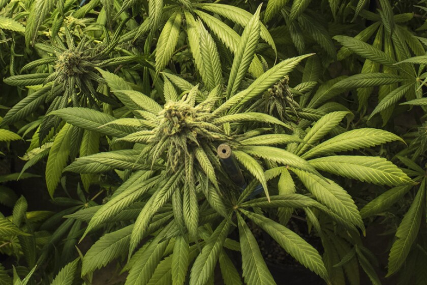 marijuana-plants.jpg