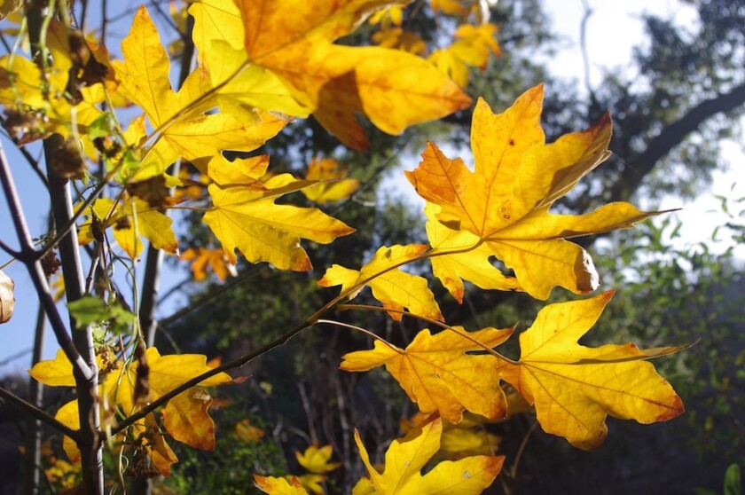 Closeup of golden sycamore leaves.