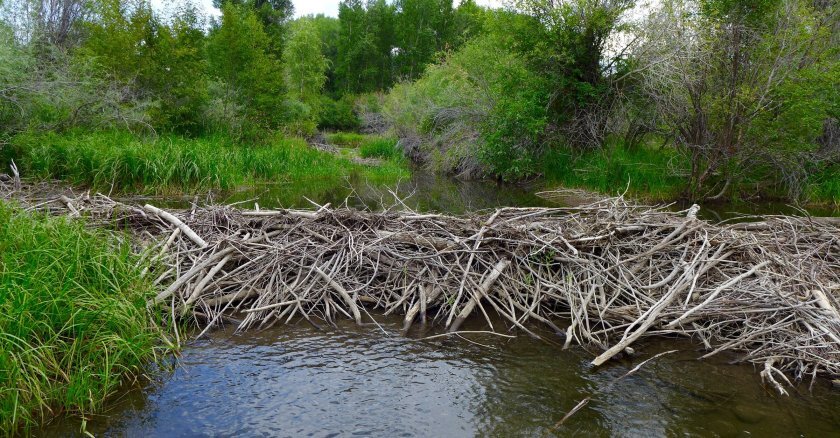 Beaver dam on the Gunnison River