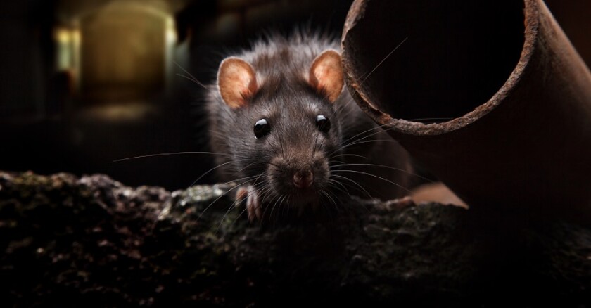 A rat next to an open pipe.