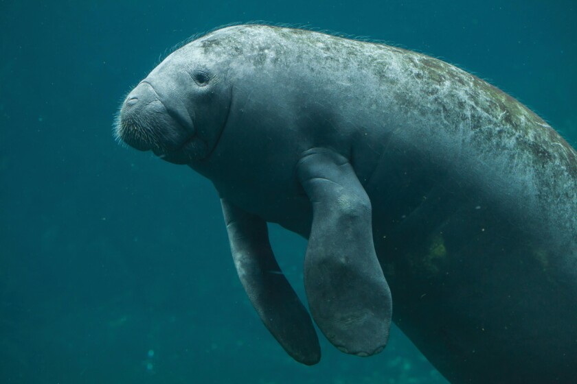 iot-manatee.jpg
