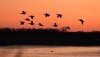 Birds take flight just before sunrise Saturday, April 19, 2025, at the Salt Lake Wildlife Management Area near Marietta, Minnesota. (Anthony Souffle/The Minnesota Star Tribune/TNS)
