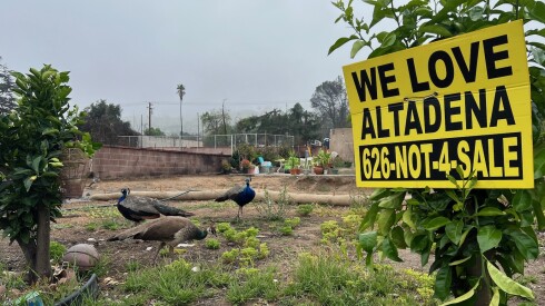 Peacocks on an empty lot in Altadena.