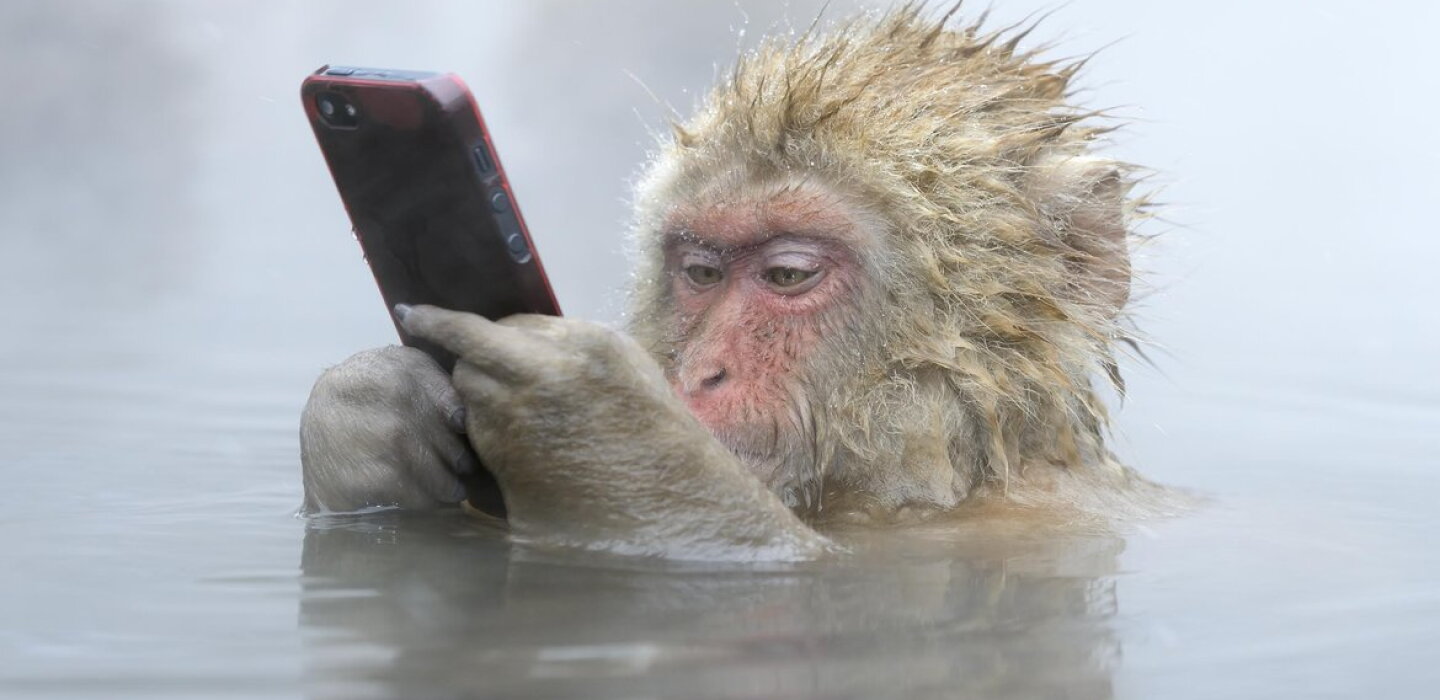 Do monkeys also get weirded out by the uncanny valley?