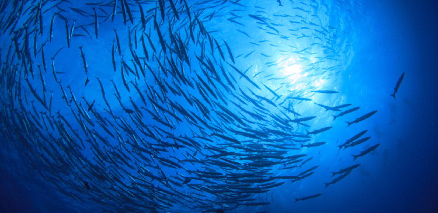 Can fish talk to AI? Can fish talk to AI?