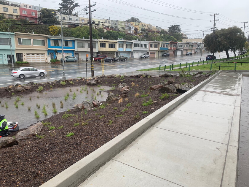A rain garden next to a roadway.
