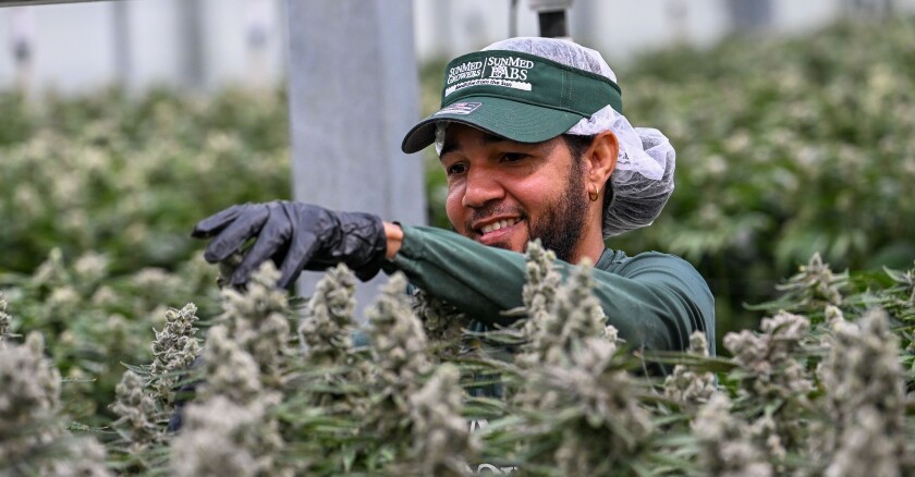 a man thins maturing cannabis plants