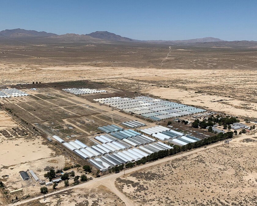 US-NEWS-CALIF-MARIJUANA-DESERTS-4-MCT