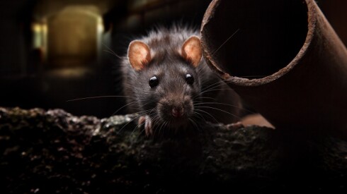 A rat next to an open pipe.