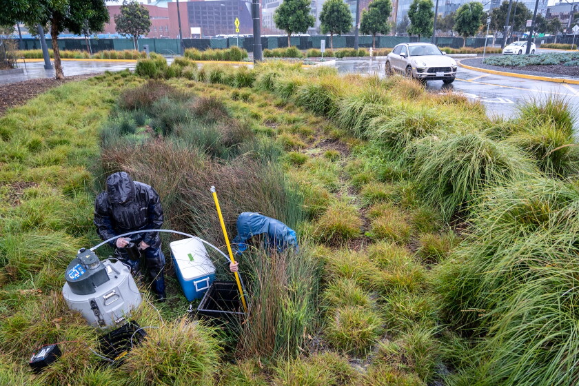 Two workers in rain gear taking samples from a rain garden.
