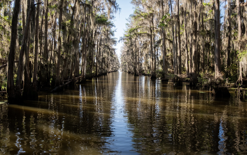 Cathedral Trail at Caddo Lake