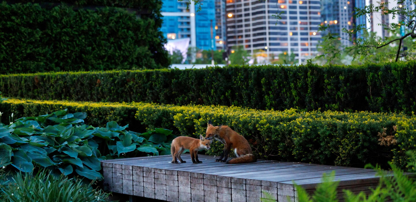 Chicago Experts Want to Protect Green Spaces and Urban Wildlife