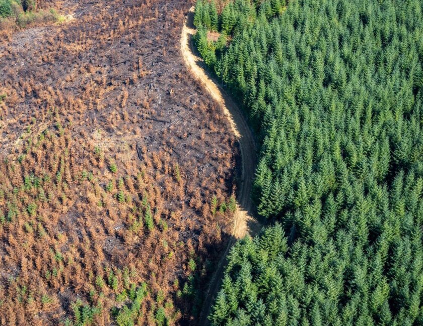 A road separates a dry, dead forest from a lush, green one.