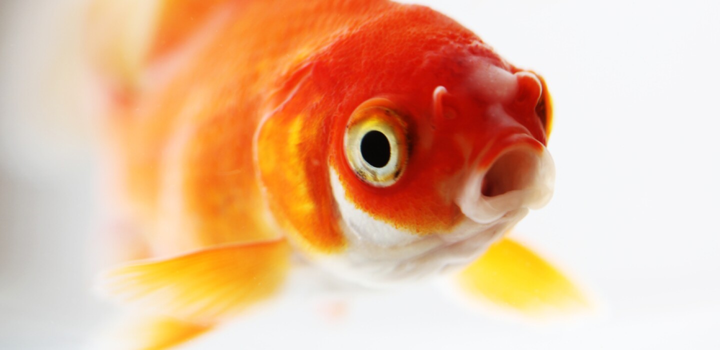 Can goldfish learn to drive vehicles?