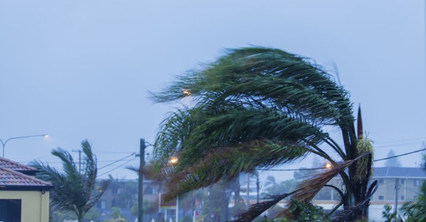 A palm tree with its branches being blown sideways in strong winds.