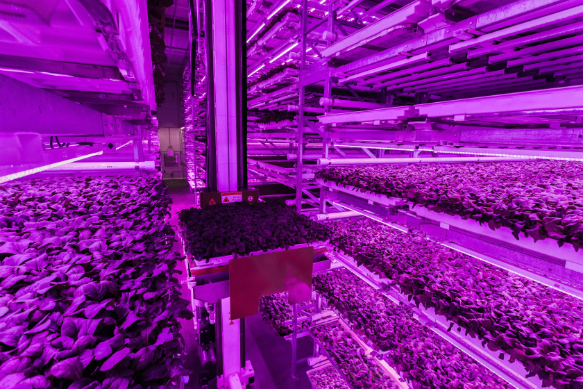 Trays of greens under colored lights grow vertically inside a building.