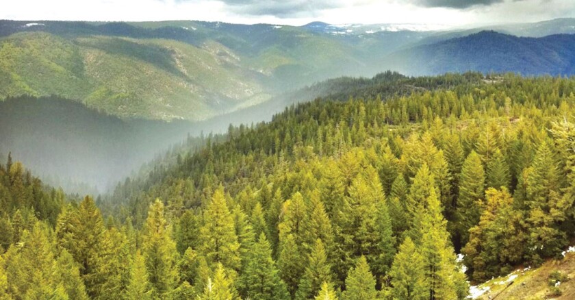 A hilly range covered in pine trees with mountains in the distance in Nevada County, Calif.