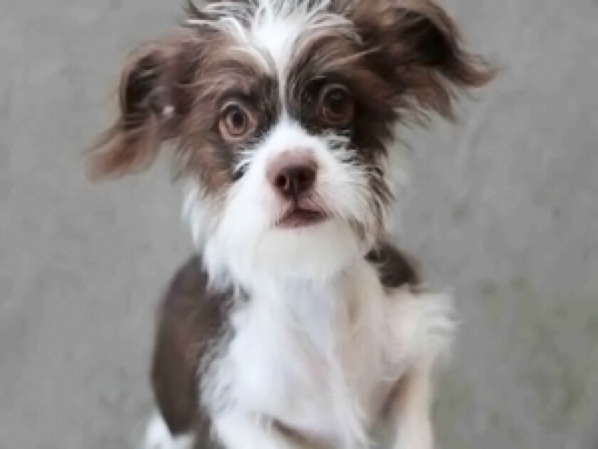 denver animal shelter, terrier