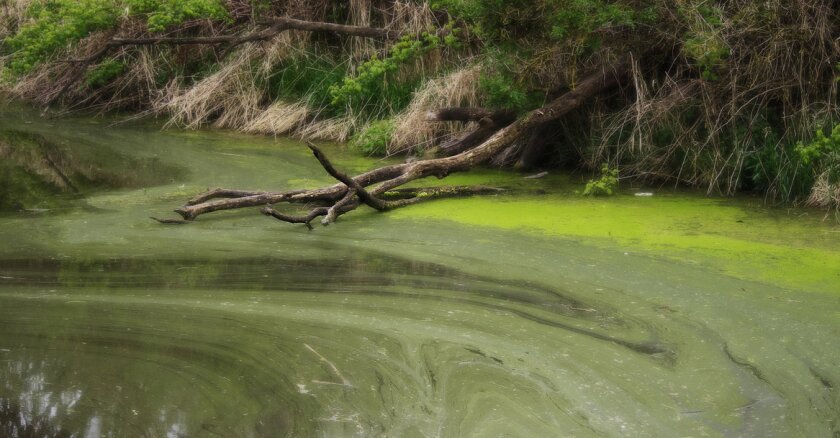 Water Algae
