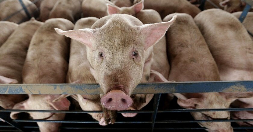 Kansas Feedlots Oversight