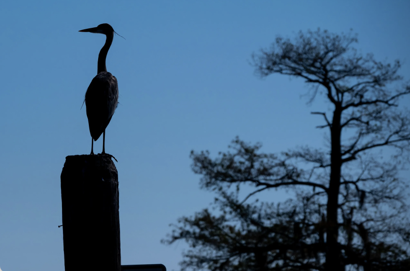 A blue heron perches on a post at Caddo Lake.