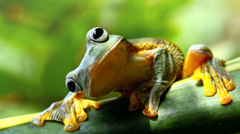 A frog sitting on a branch cocking its head to one side