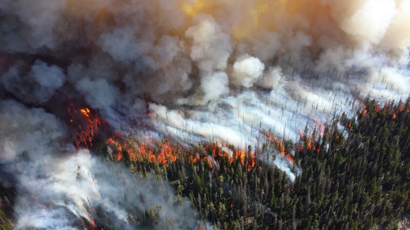 wildfire-forest.jpg