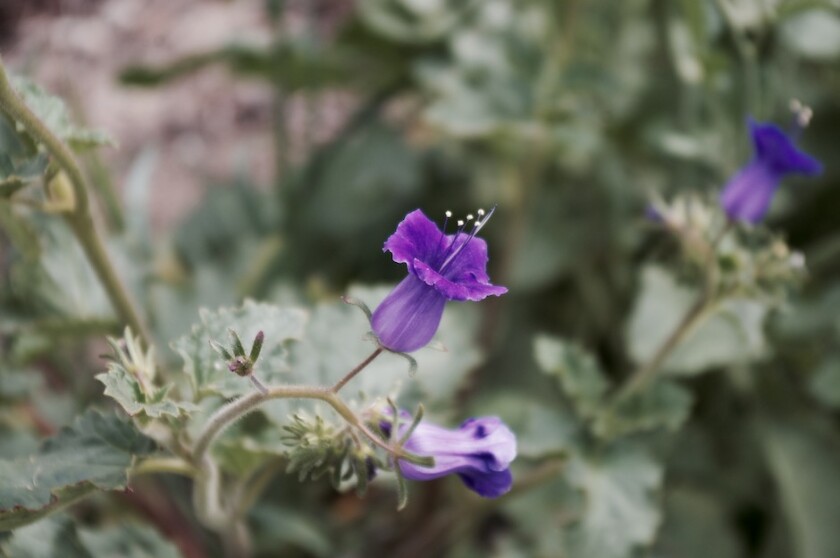 Closeup of a purple flower.