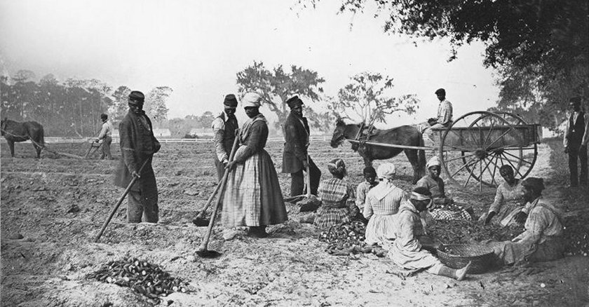 Enslaved African Americans hoe and plow the earth and cut piles of sweet potatoes on a South Carolina plantation