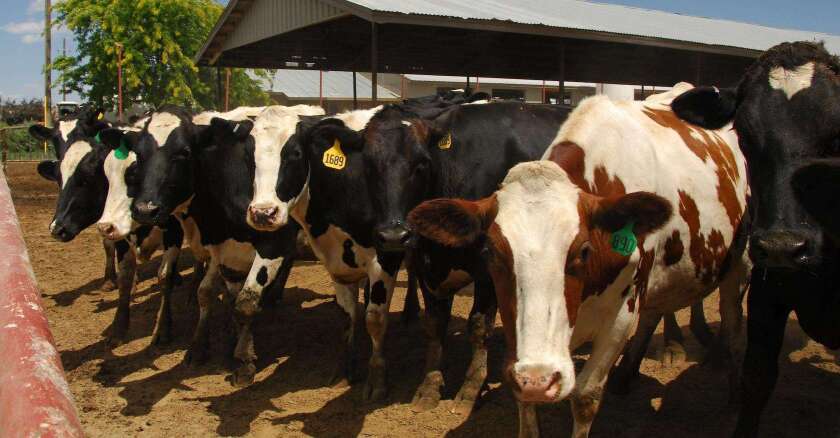 dairy-cows-usda.jpeg