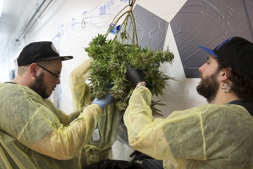 denver-marijuana-legalization-workers.jpg