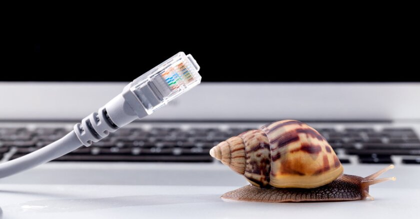 A snail near a broadband cable.