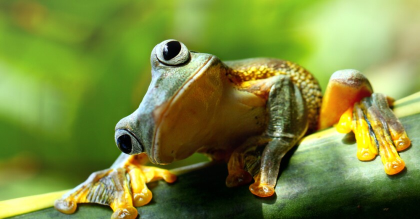 A frog sitting on a branch cocking its head to one side