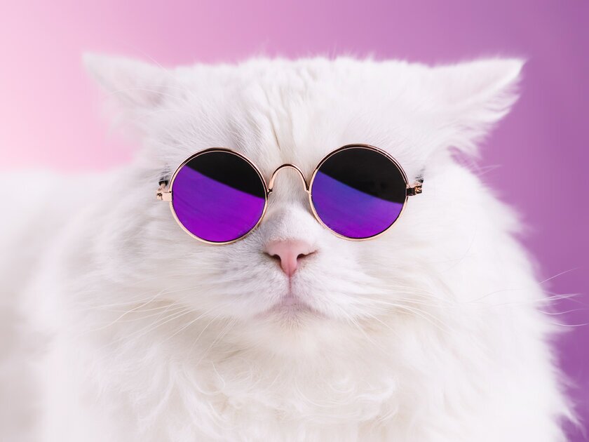 White+cat+wearing+sunglasses.