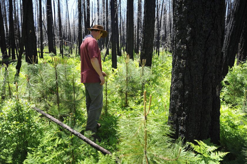fire-rim-chadhanson-burnt-trees-web.jpg