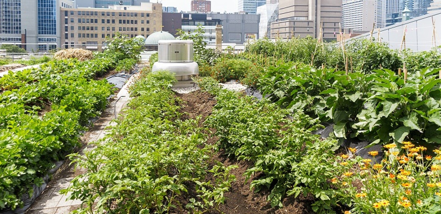 Green roof essay 02 image